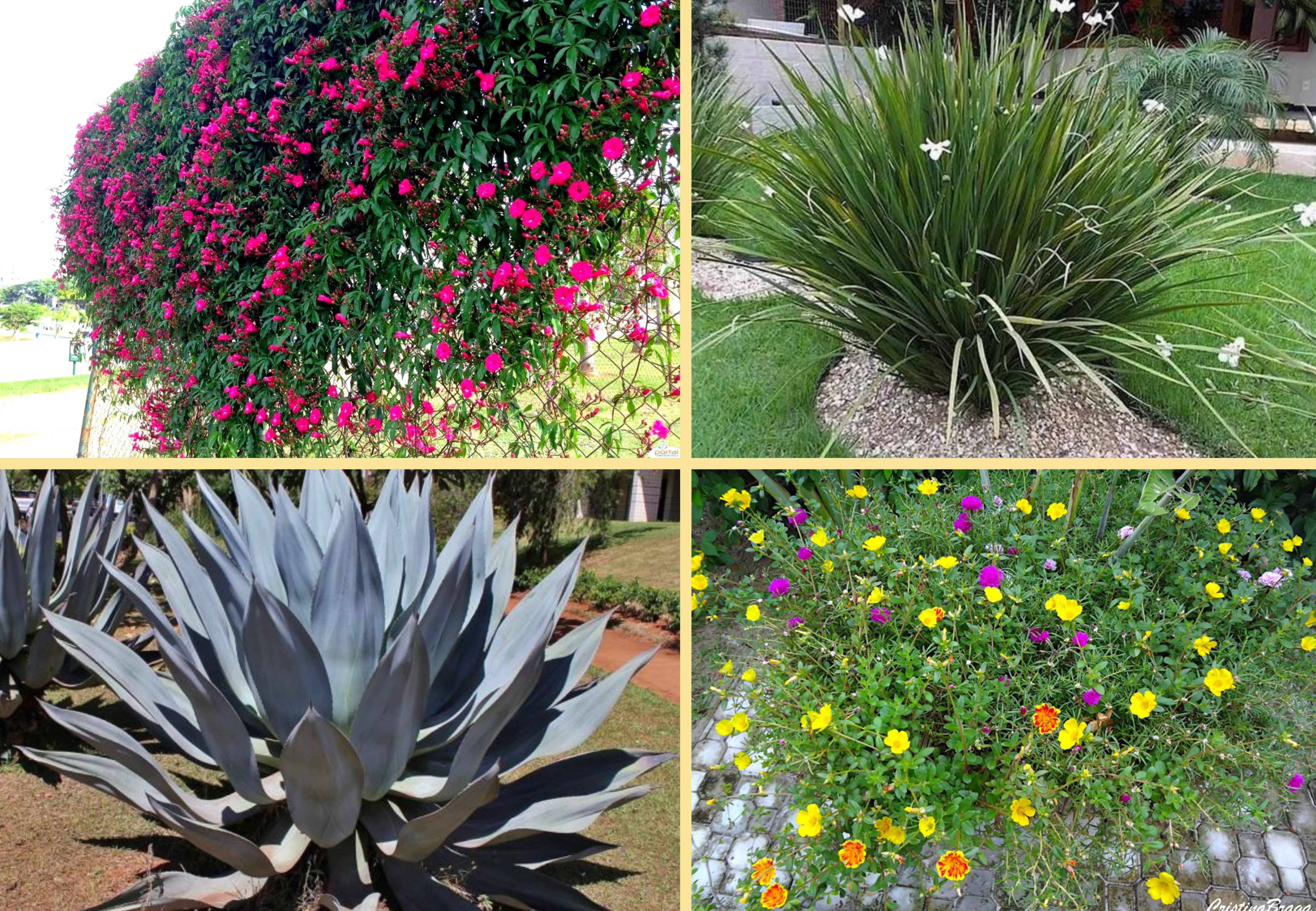 Conheça algumas das plantas mais fáceis de cuidar para cultivar em casa