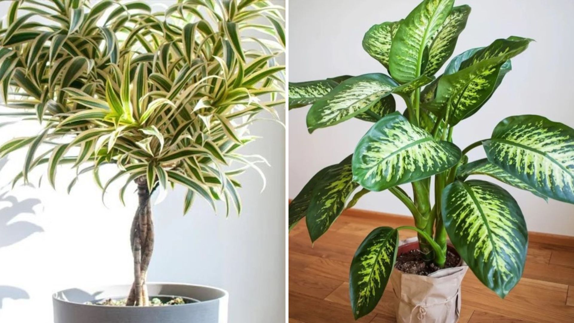 Conheça algumas das plantas mais fáceis de cuidar para cultivar em casa