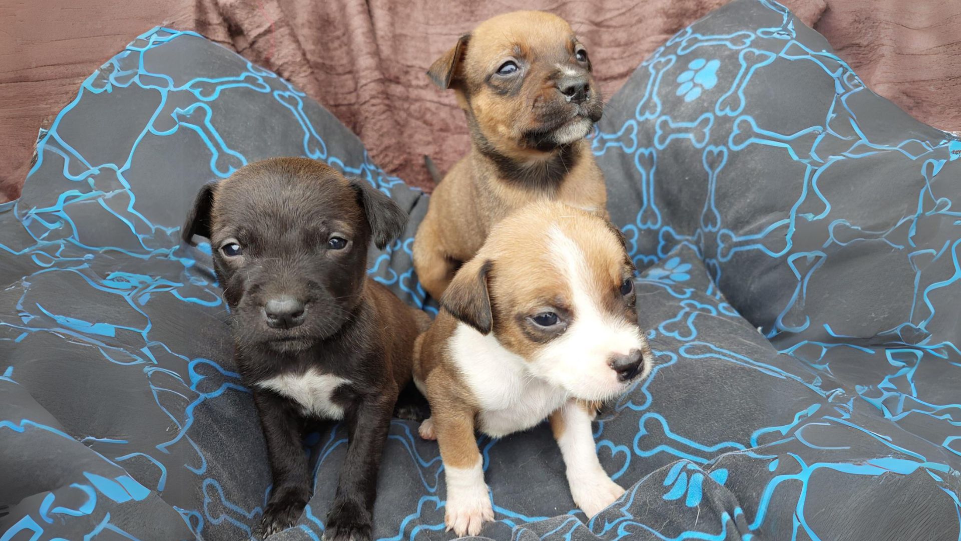 Adote um Pet: iniciativa do Tivoli Shopping acontece semanalmente durante o mês de férias