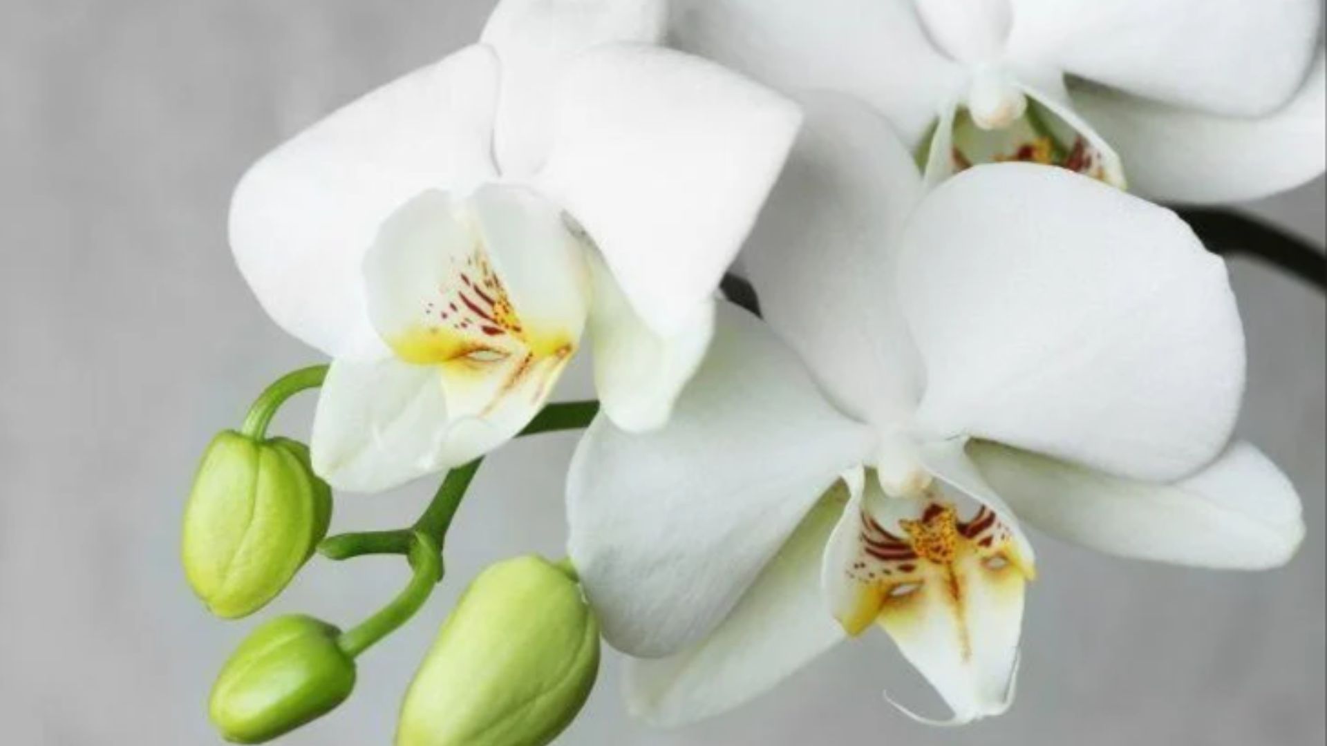 Conheça algumas plantas que limpam o ar da casa e são indicadas para ambientes fechados