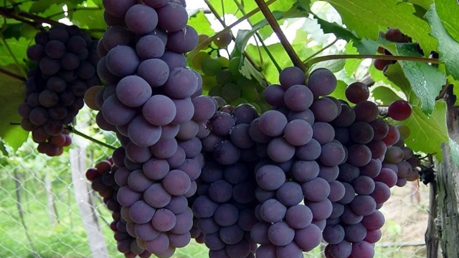 Descubra os benefícios de consumir uva no café da manhã