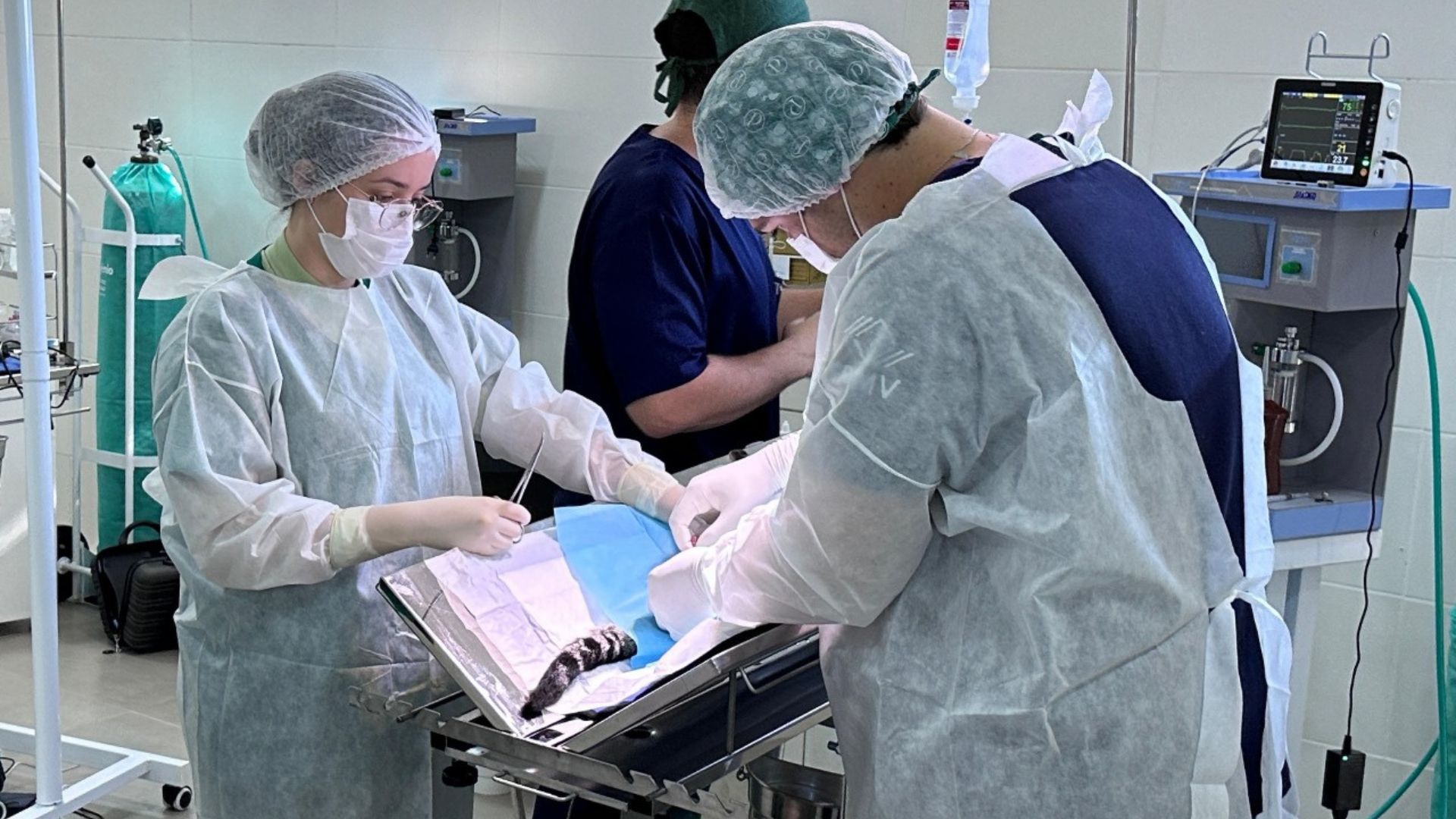 Programa de Castração de Nova Odessa retoma cirurgias em novo departamento