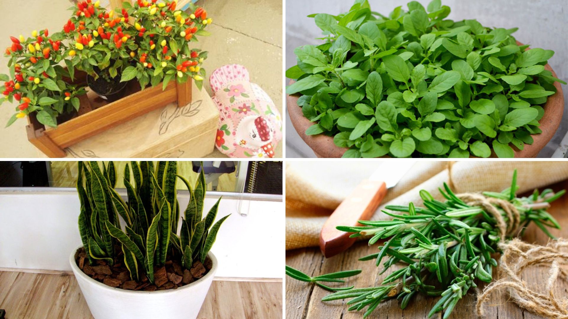 Conheça algumas plantas do bem que podem proteger sua casa