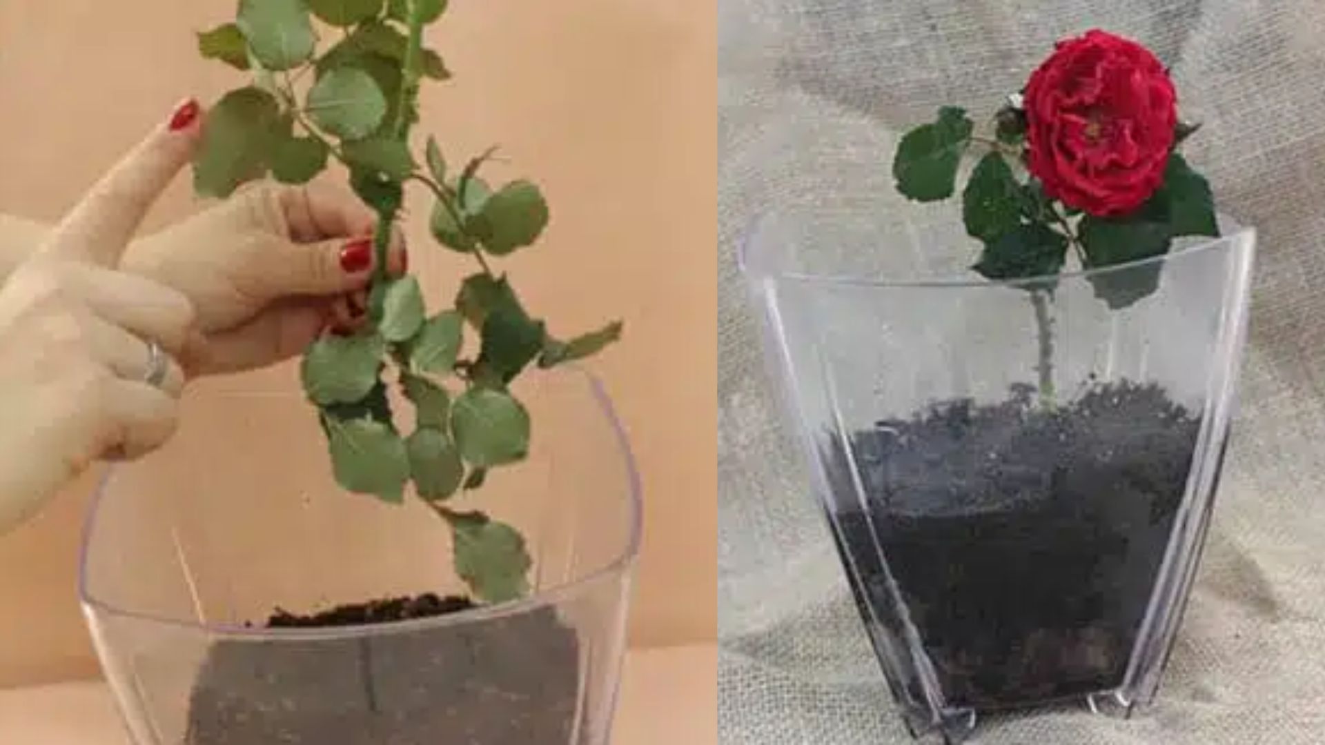 Como plantar rosas e deixá-las ainda mais lindas