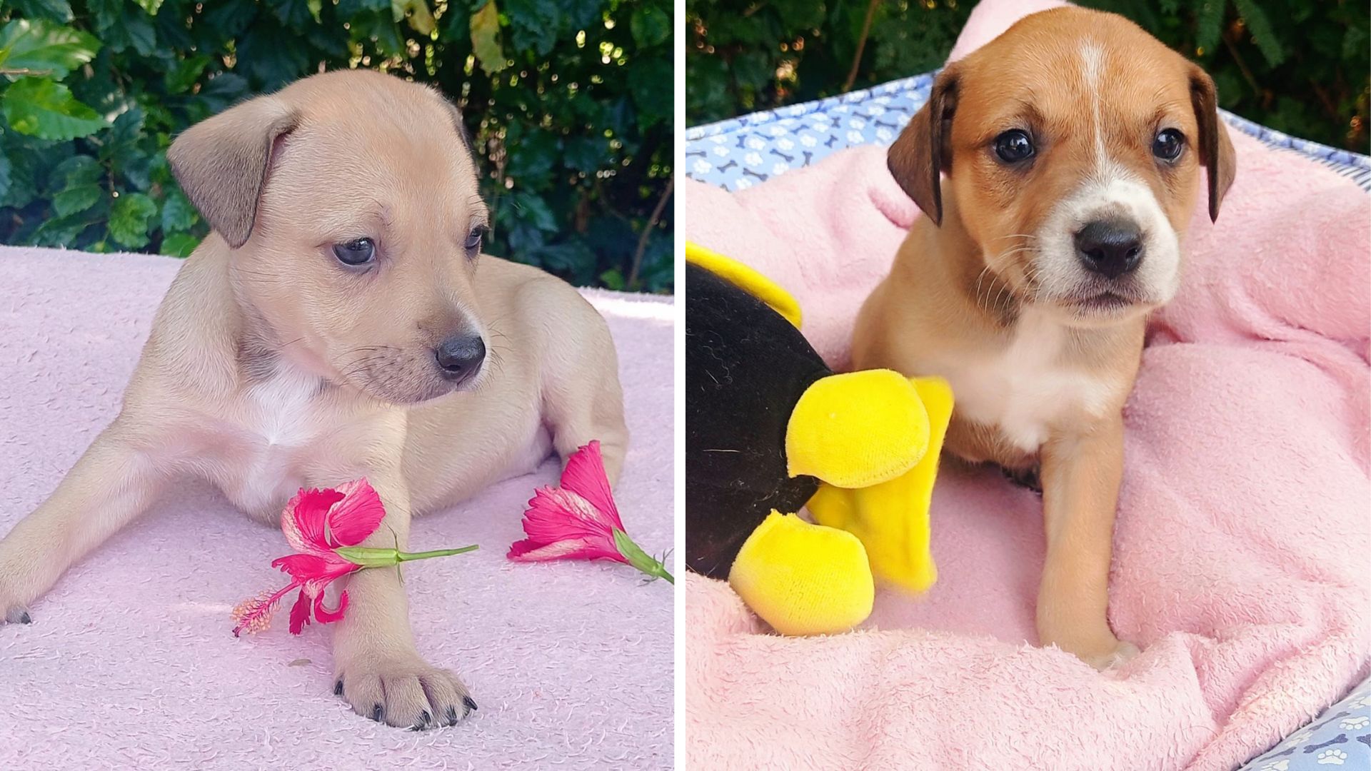 Oportunidade de Amor: Tivoli Shopping Promove Evento de Adoção de Pets