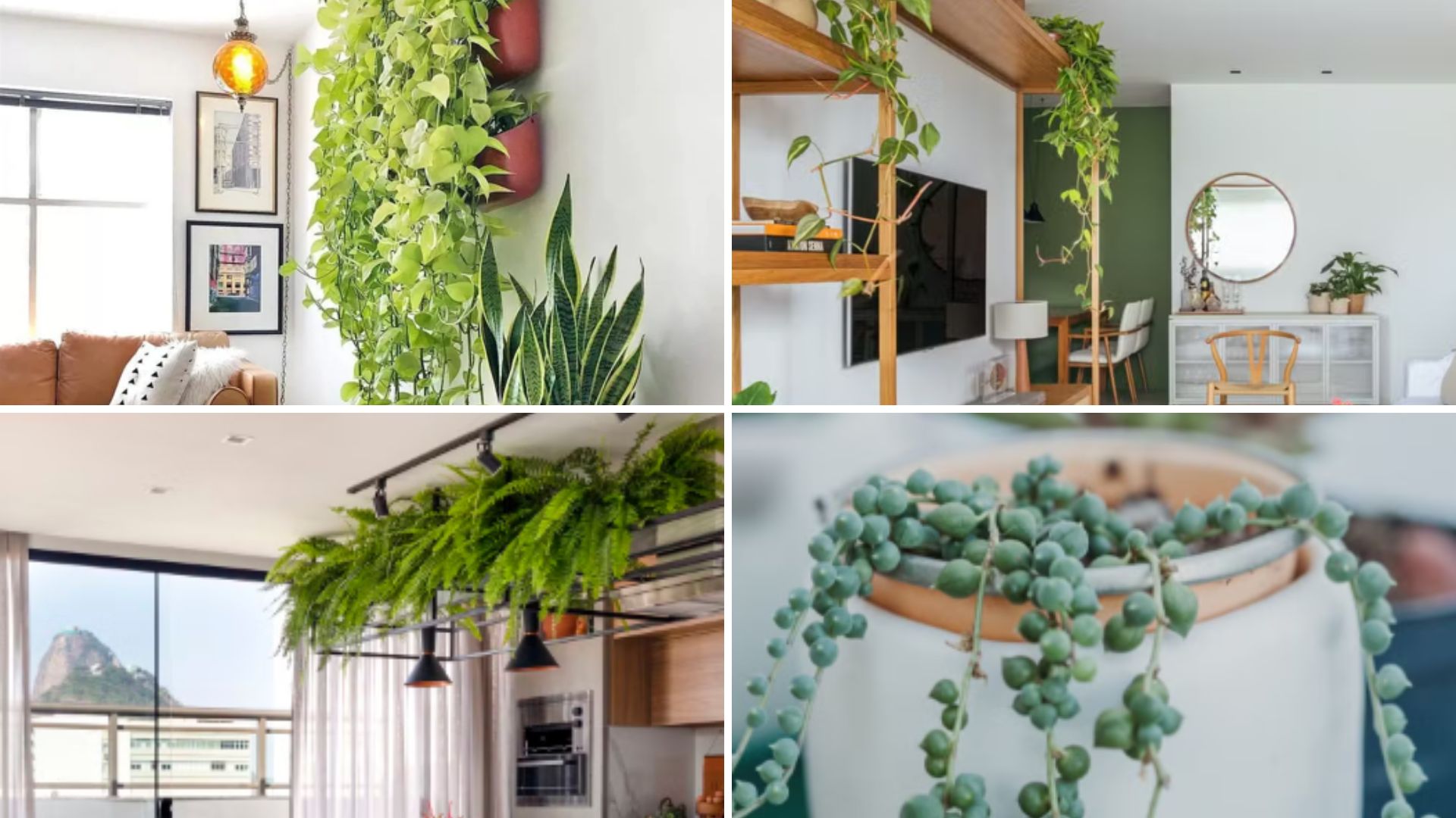 Descubra o charme das plantas pendentes: 10 espécies para transformar sua casa