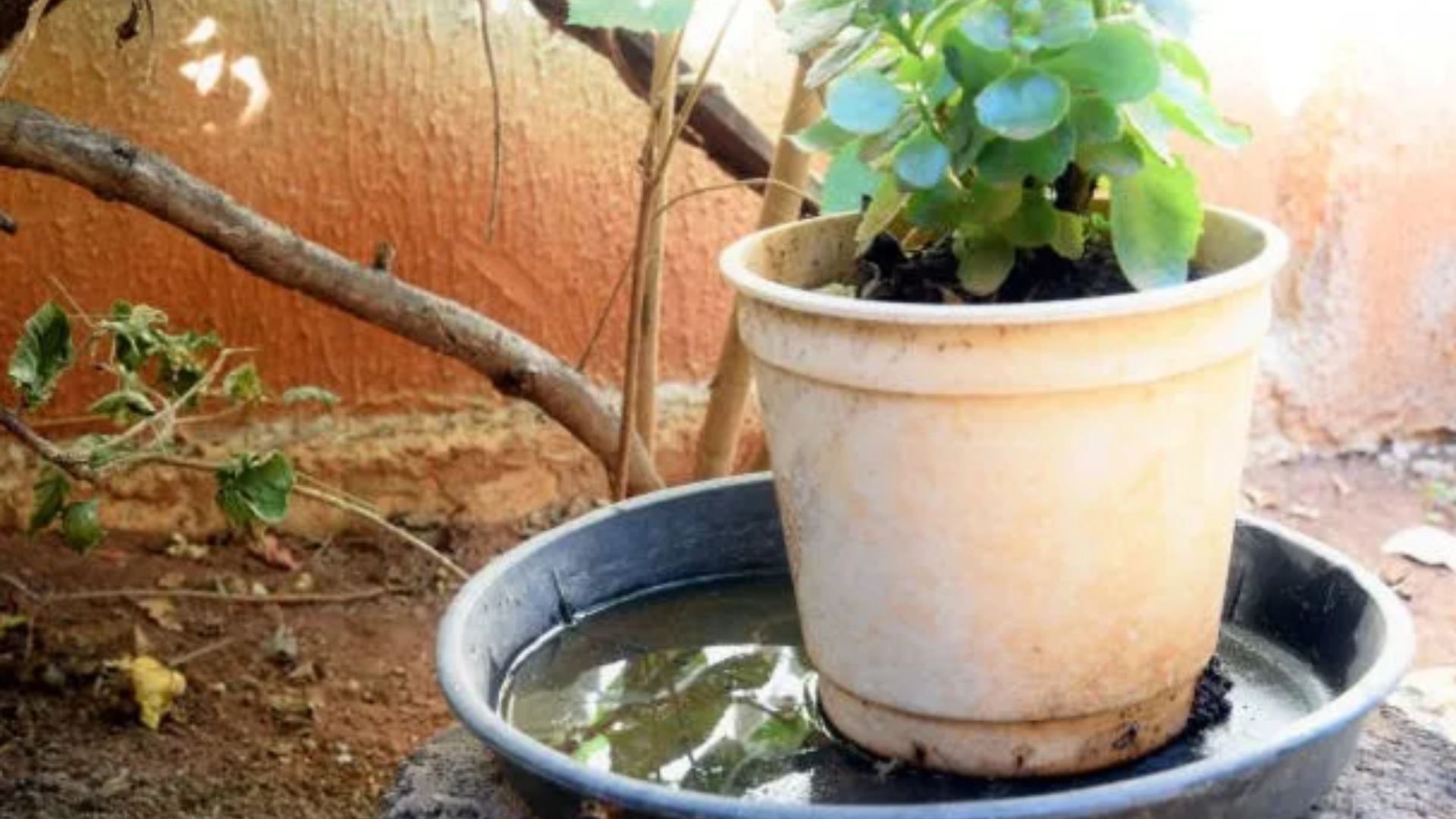 SAÚDE PÚBLICA: Prefeitura de Hortolândia mobiliza-se contra proliferação do Aedes aegypti e oferece vacina contra Dengue