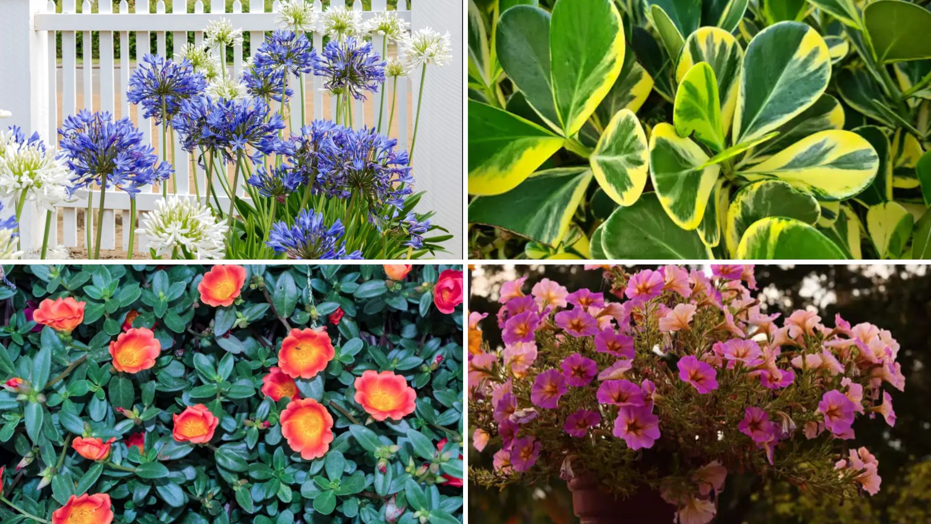 20 Plantas de jardim que gostam de sol: Dicas e ideias para o seu lar