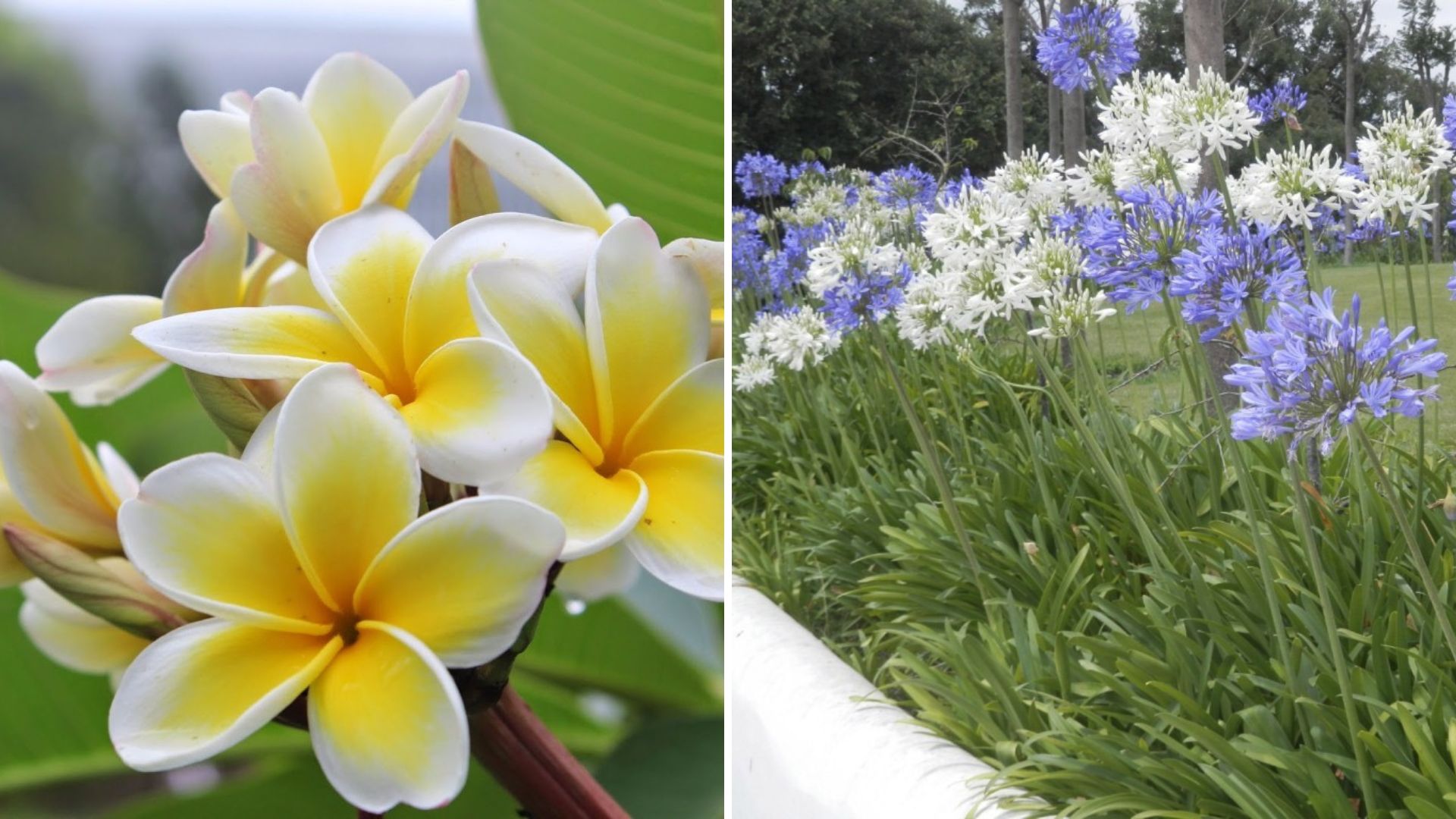 Plantas Resistentes ao Sol: Conheça algumas Espécies e Como Cuidar