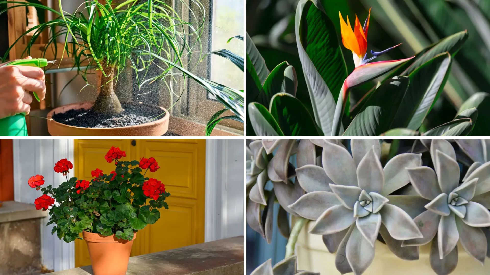 Plantas de Jardim que Gostam de Sol: Dicas e Ideias para o Cultivo