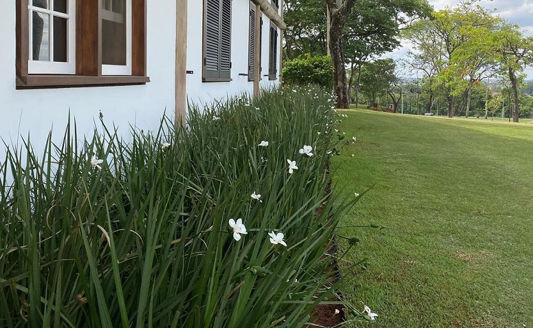 Moreia: Como Cultivar Esta Planta Rústica e Versátil