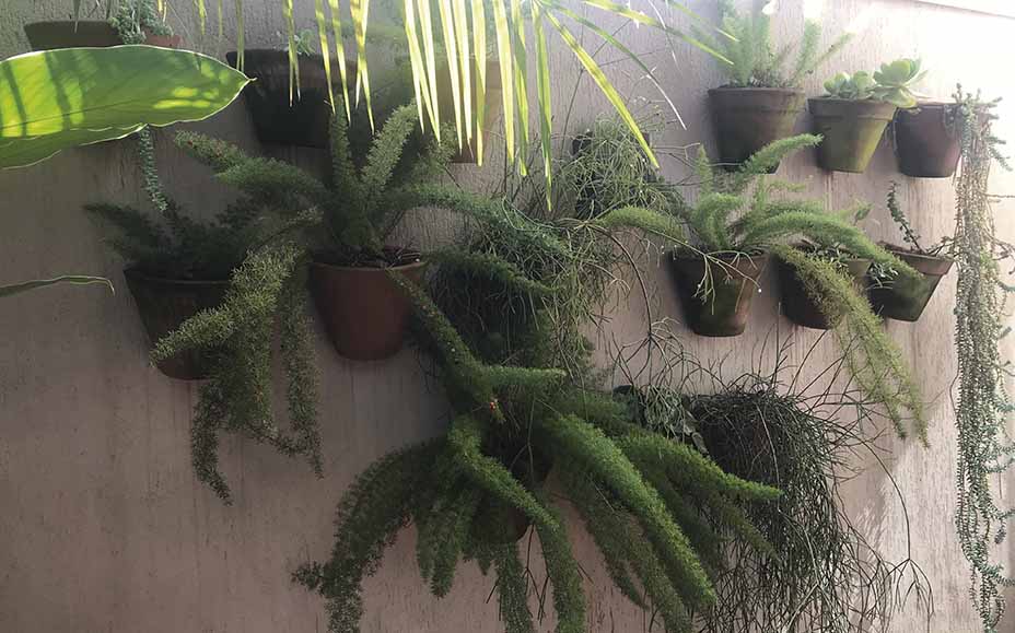 Dicas de Plantas para Jardim Vertical que Fazem a Diferença