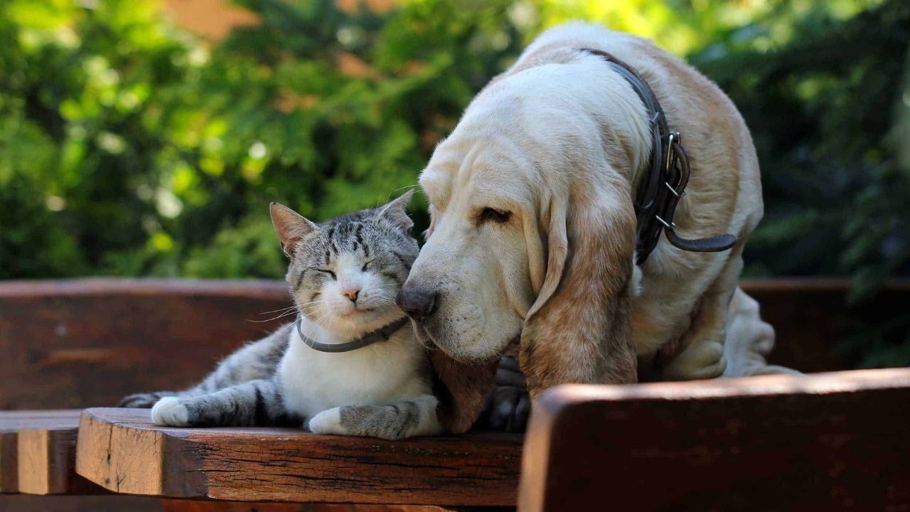 Fevereiro Roxo: Cuidados Especiais para Pets Idosos