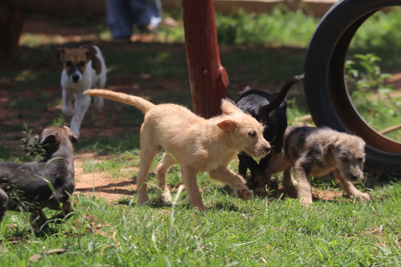 Feira Pet de Adoção Responsável acontece em Hortolândia no dia 15 de março