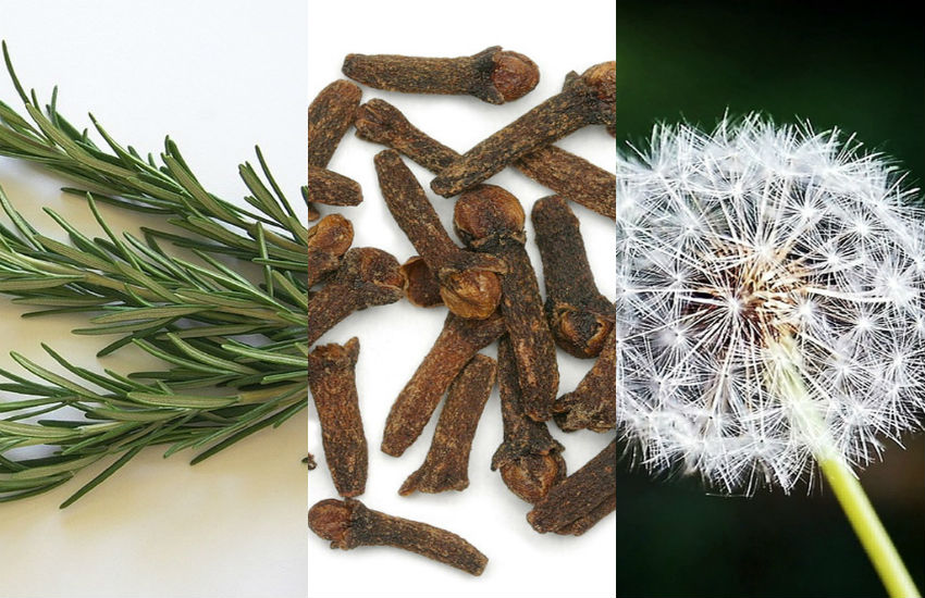 Descubra Plantas que Promovem Bem-Estar e Energia no Dia a Dia