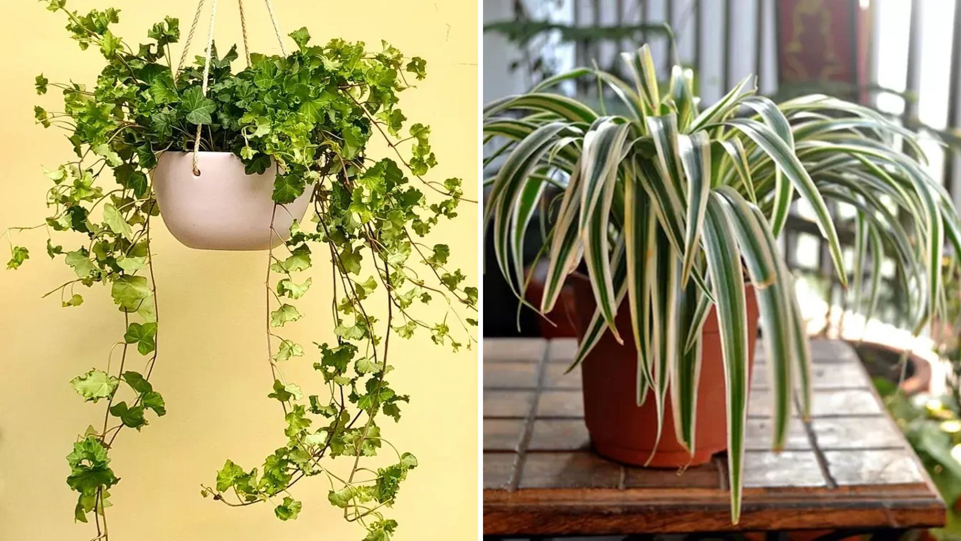 Onda de Calor: Plantas que Refrescam e Embelezam Seu Lar