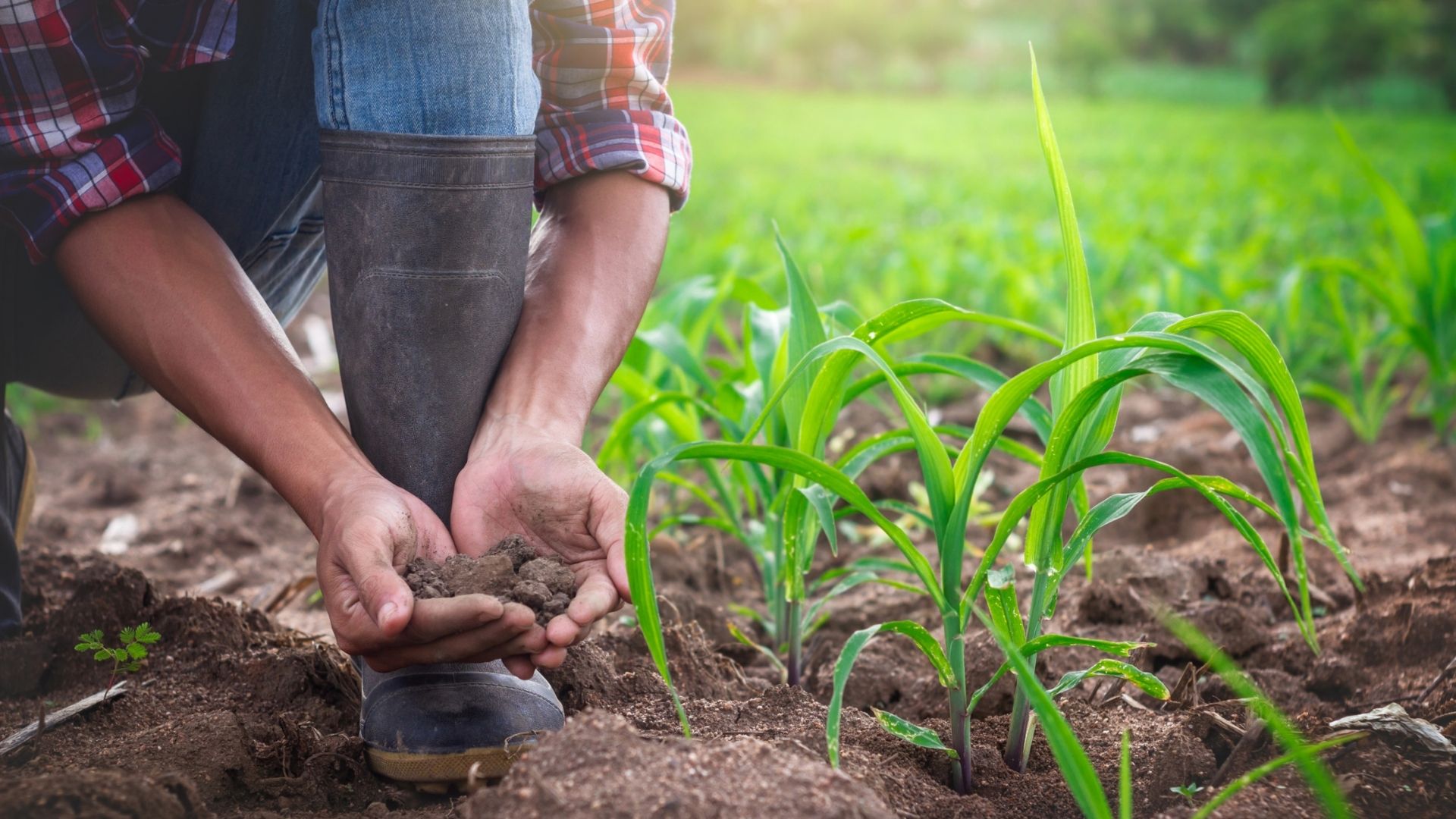 Sebrae-SP abre inscrições para ALI Rural em Campinas com 70 vagas até agosto