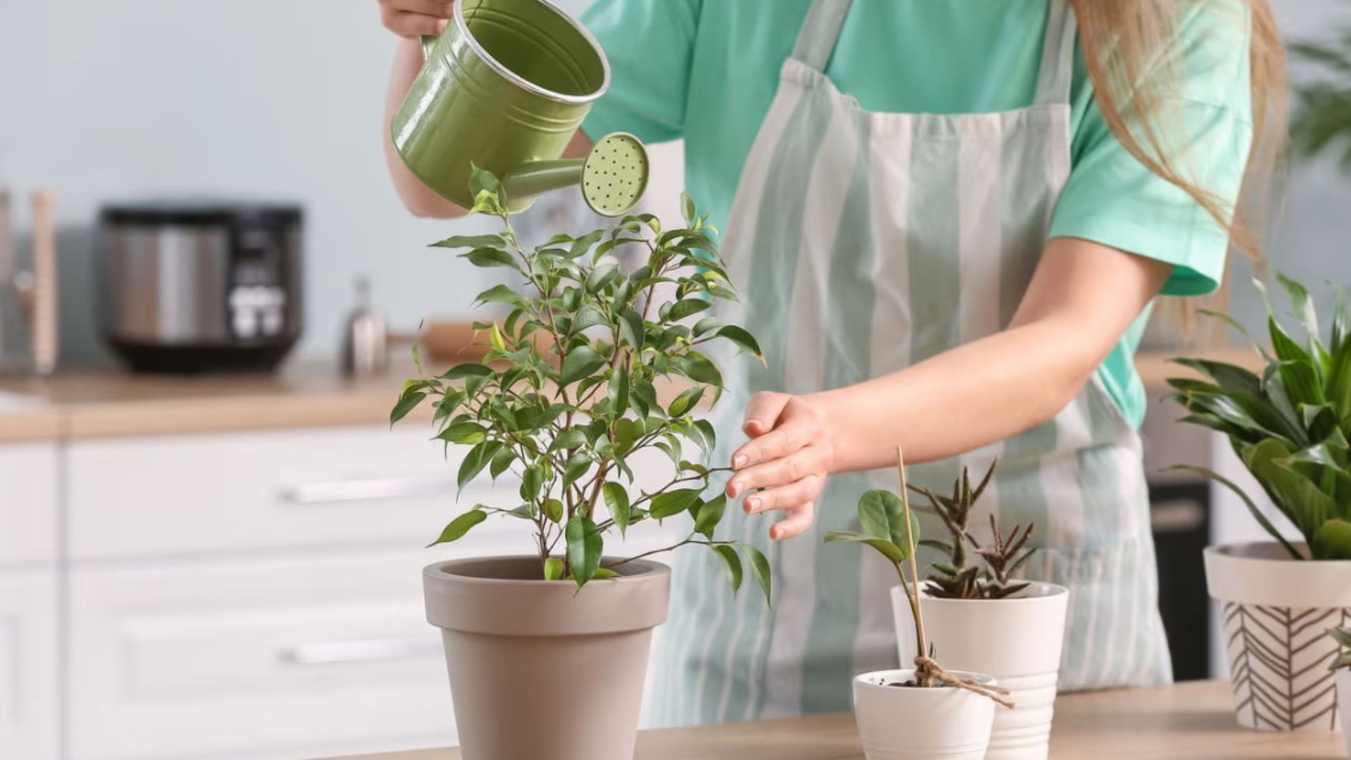 Plantas em Casa: Benefícios Psicológicos e Bem-Estar no Cotidiano
