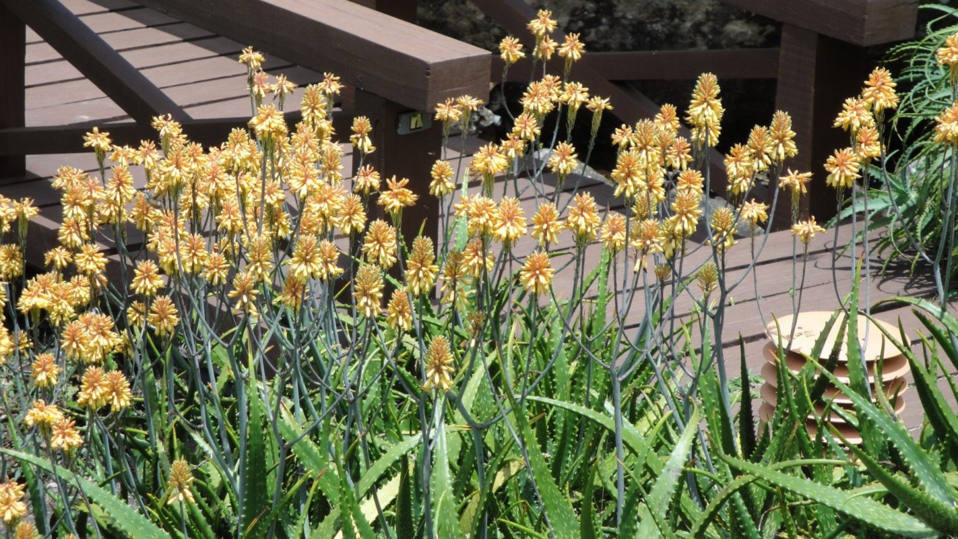 Cuidados com as plantas no inverno: guia para um jardim saudável