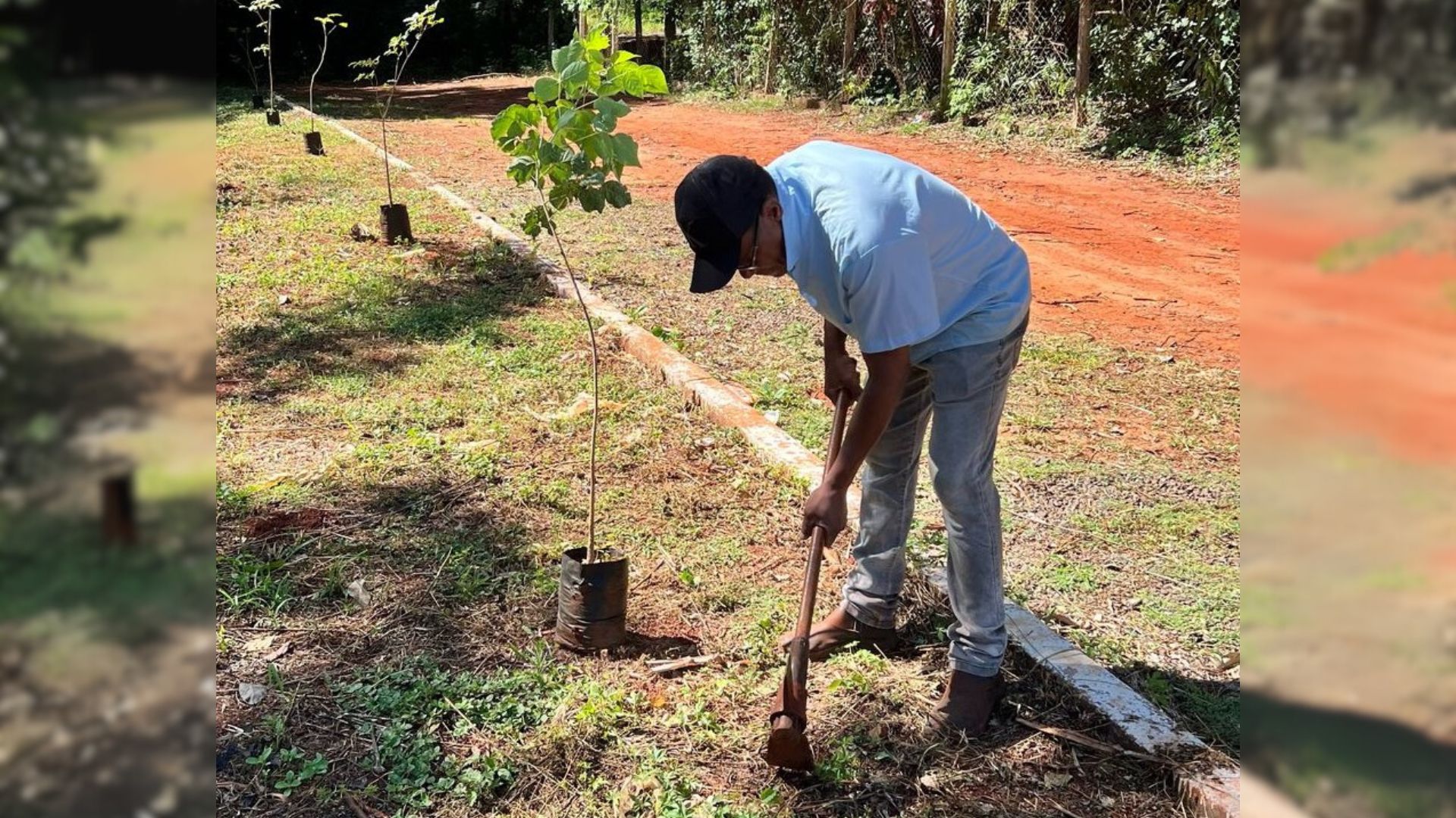 Sumaré regulamenta Programa Disque Plante uma Árvore para ampliar arborização urbana