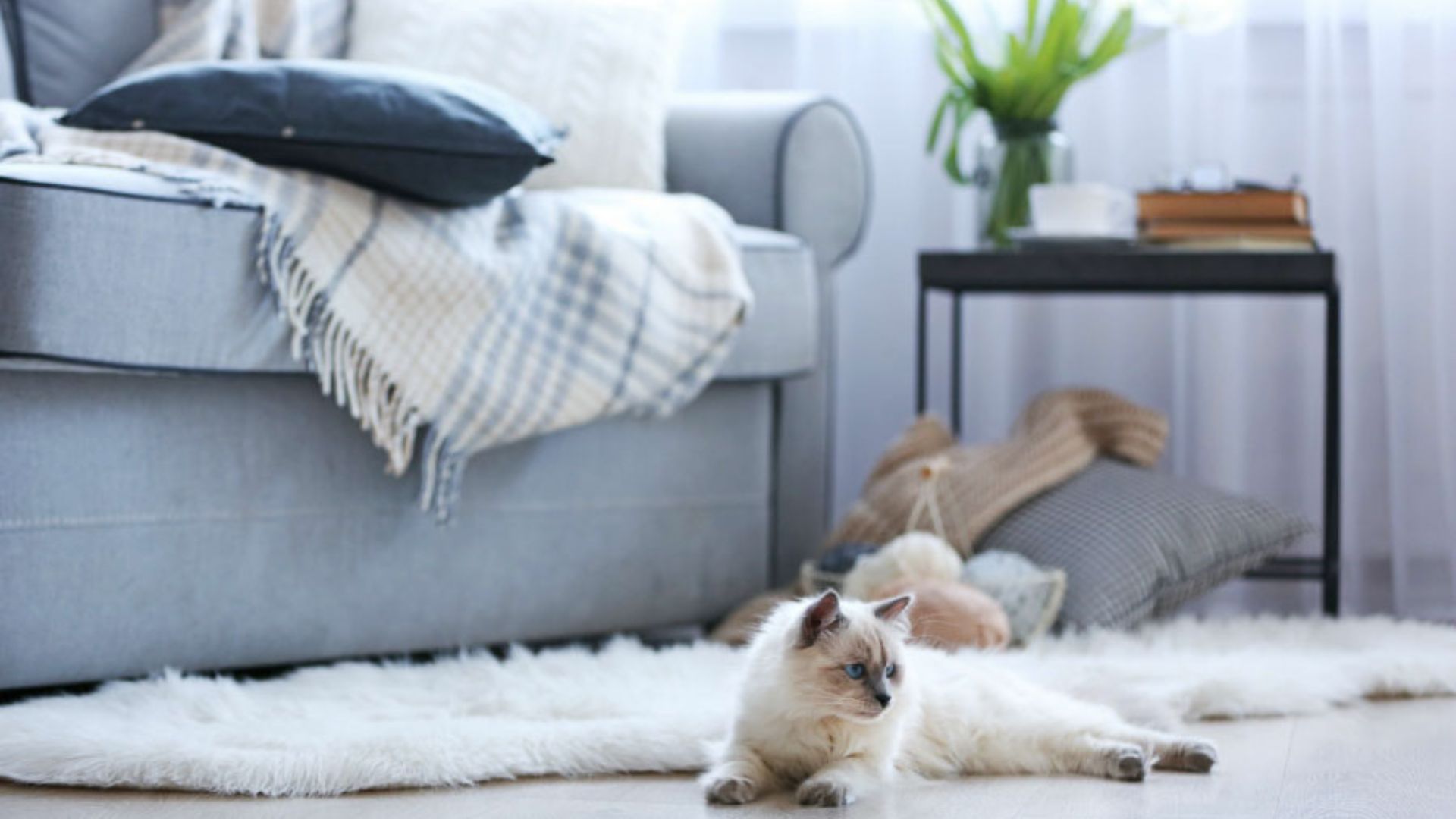 Feng Shui: 5 Truques para Energizar sua Casa com Harmonia e Bem-Estar