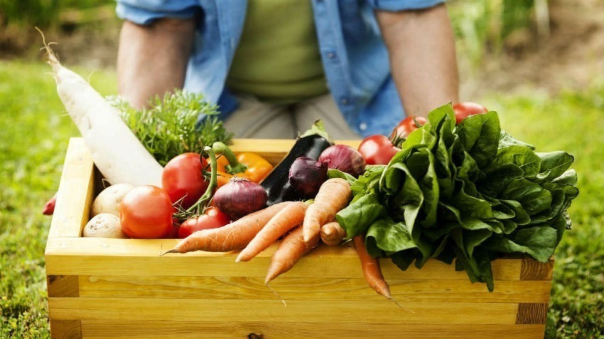 Pesticidas Ecológicos: 3 Receitas Naturais para Combater Pragas em Plantas