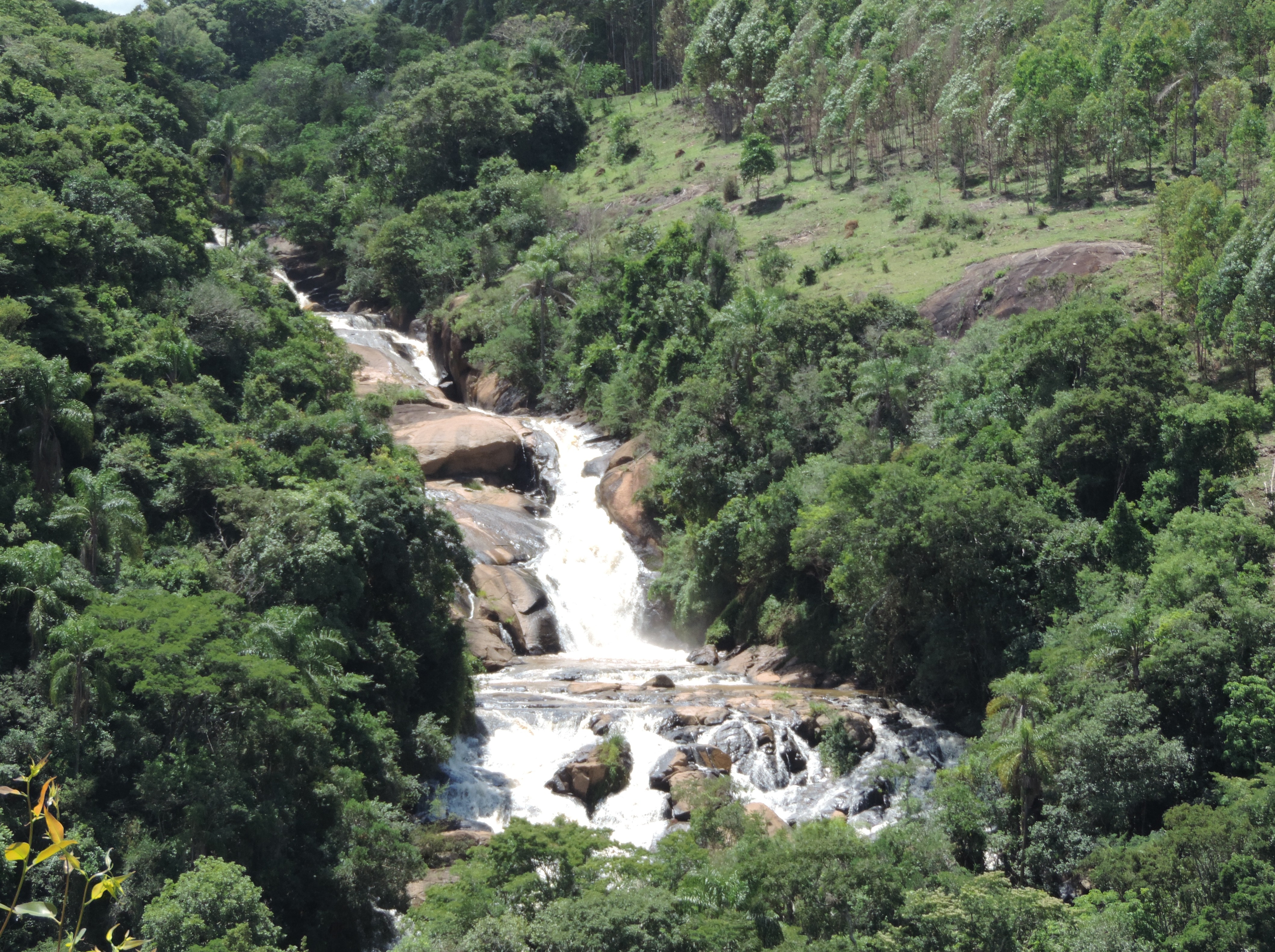 Área de preservação permanente com mudas nativas em crescimento na margem de um rio da Mata Atlântica