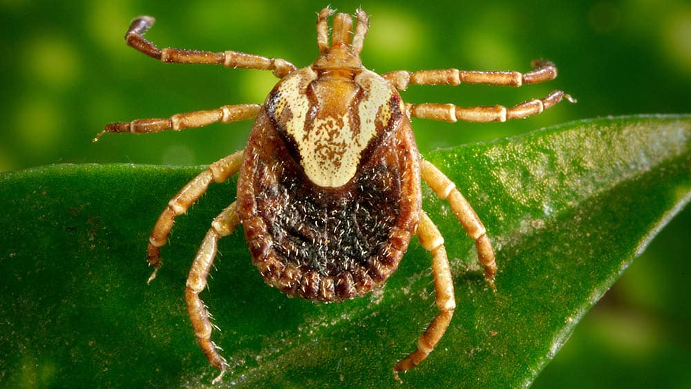 Sumaré confirma 1º óbito por febre maculosa em 2026 e reforça alerta de prevenção