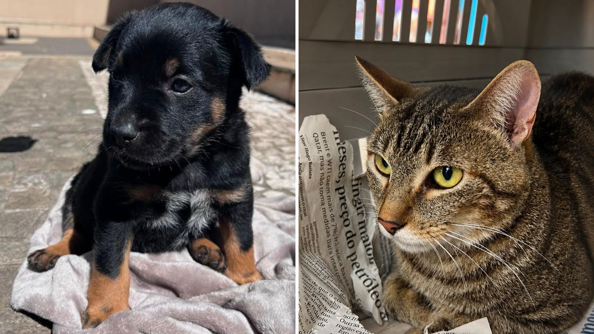 Adote um Pet: sete cães e gatos esperam um novo lar no Tivoli Shopping neste sábado (8)