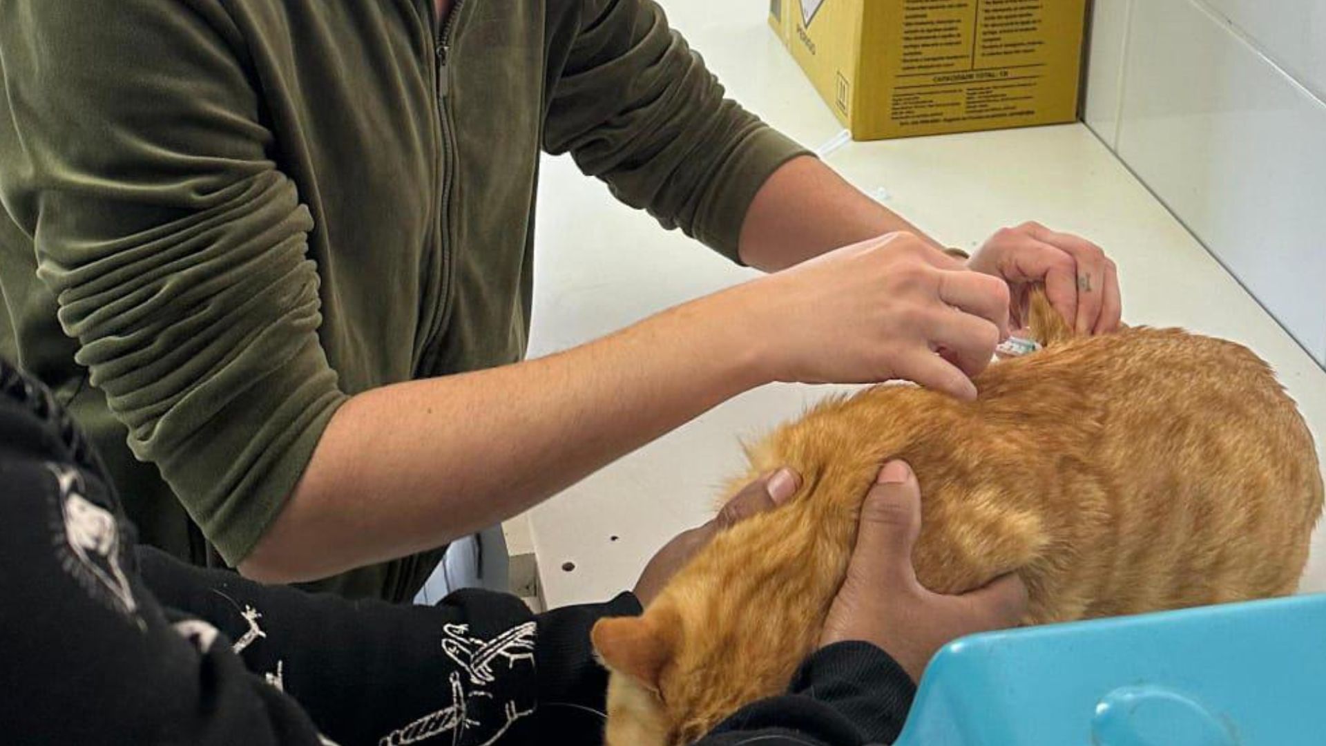 Vacinação antirrábica gratuita para cães e gatos em Sumaré será no dia 25