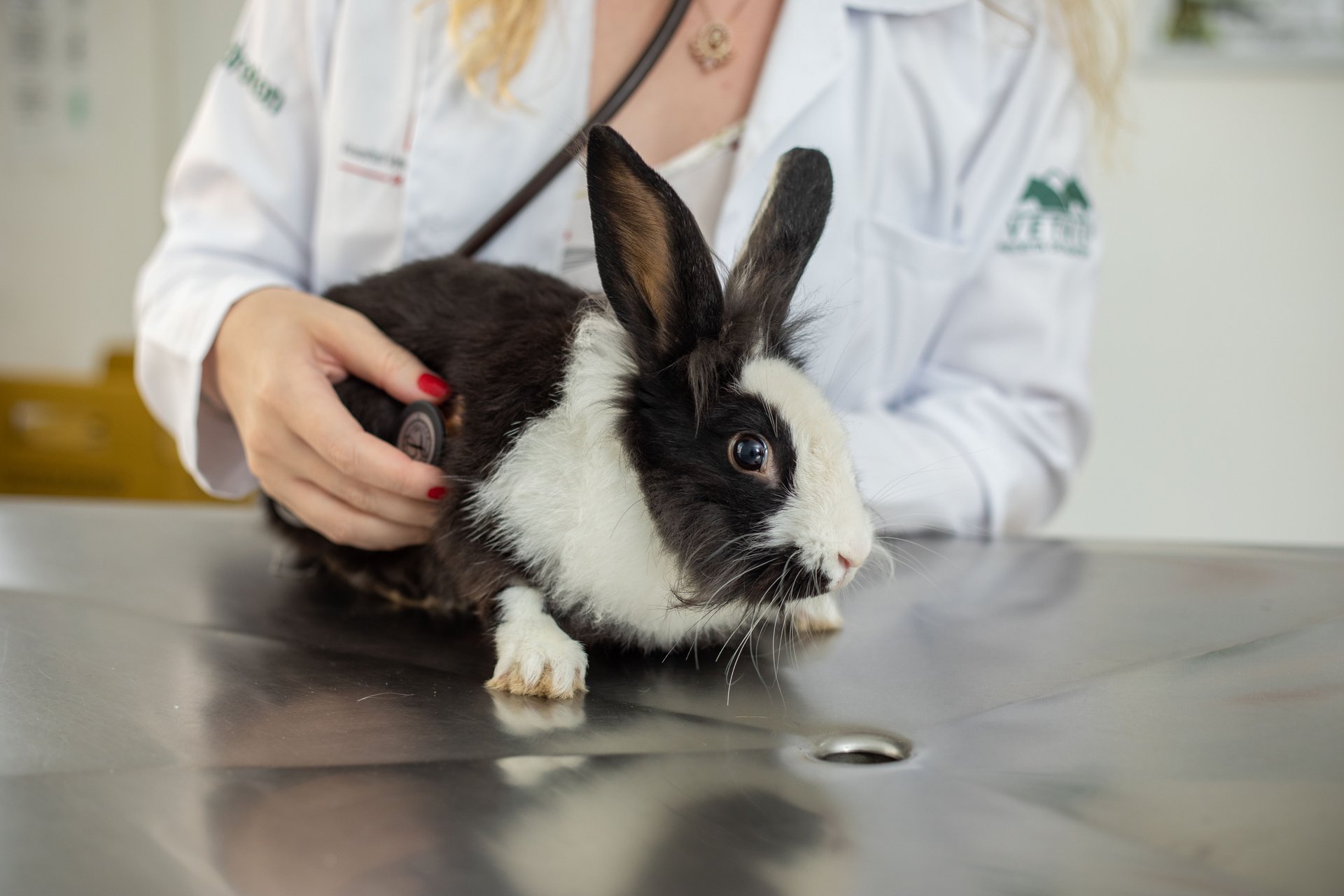 Dia Internacional do Coelho alerta para cuidados essenciais com alimentação e saúde dos pets