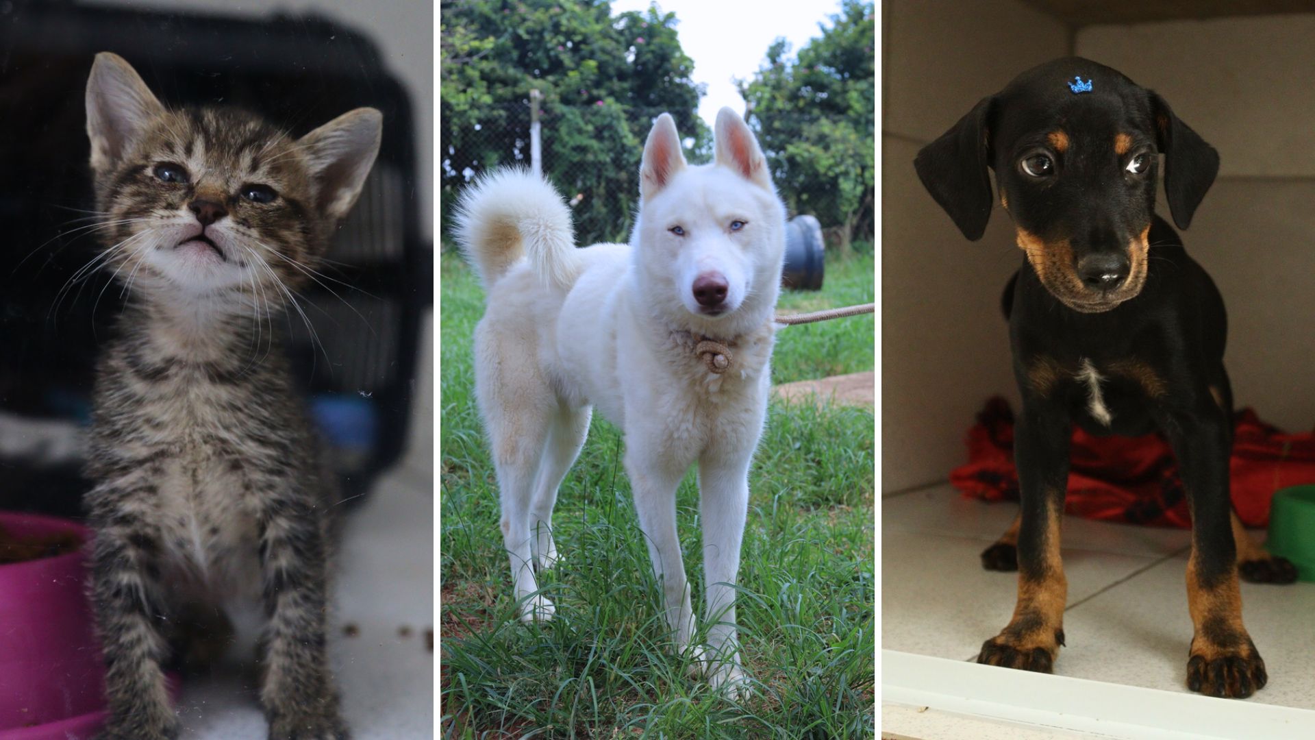 Hortolândia promove adoção responsável de cães e gatos pelo programa Adote um Amigo