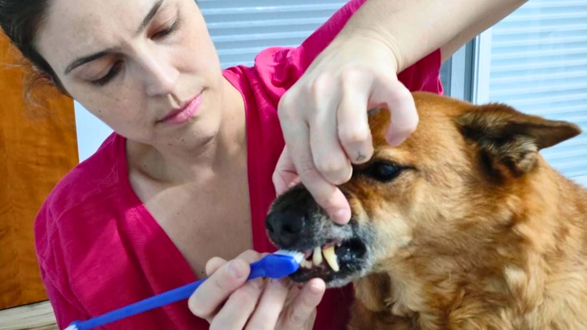 Sinais na boca dos pets que merecem atenção