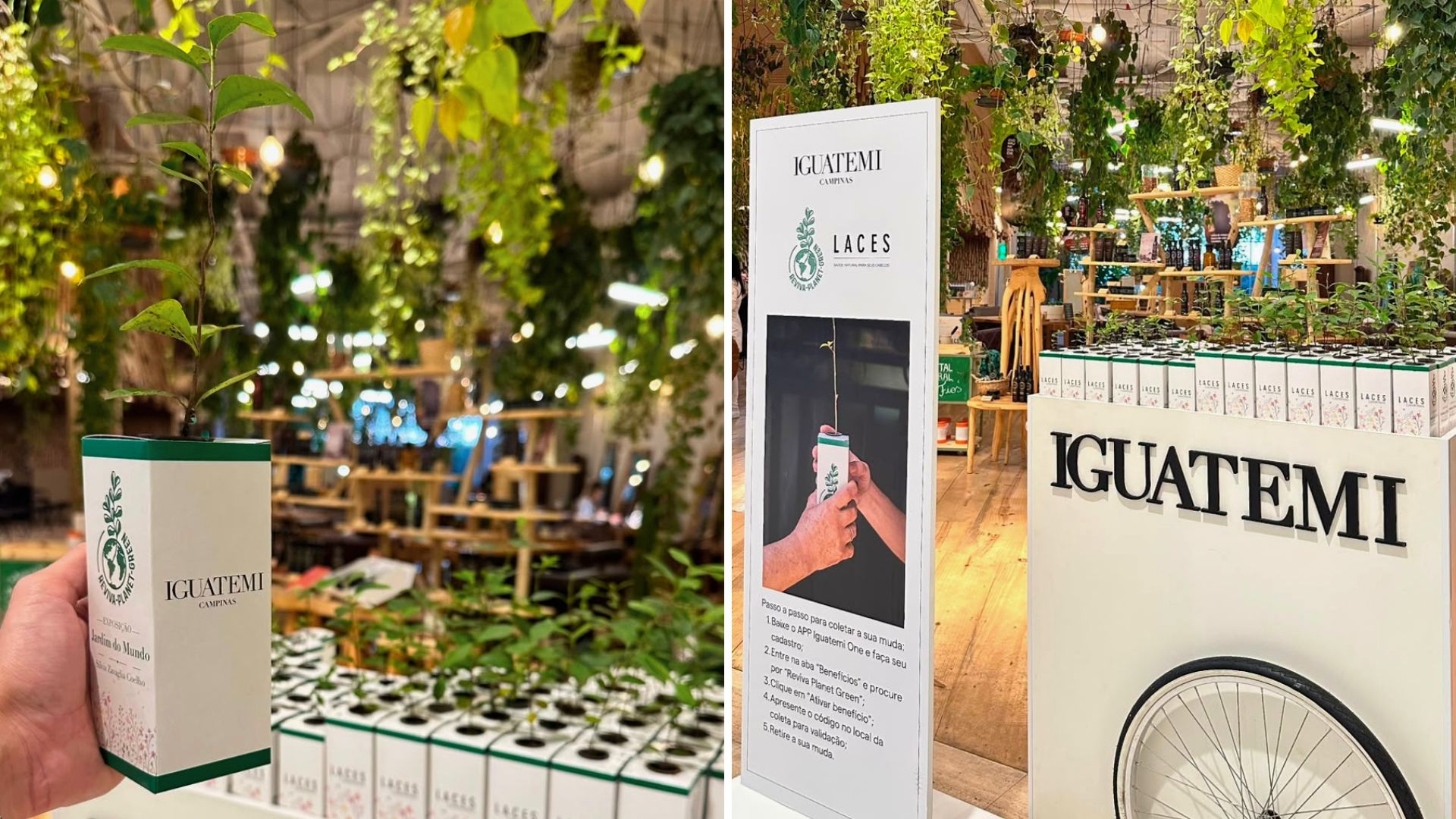 Ação de distribuição de mudas no Iguatemi Campinas pelo Mês do Meio Ambiente