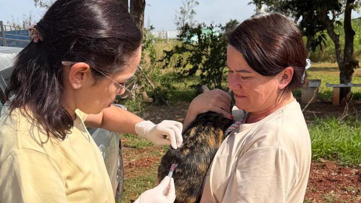 Sumaré vacina 75 cães e gatos contra a raiva; próxima etapa é em 27 de agosto
