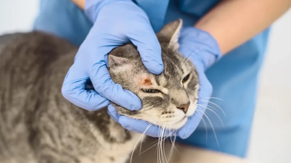 Profissional de medicina veterinária com luvas azuis examinando a pele e os pelos de um gato