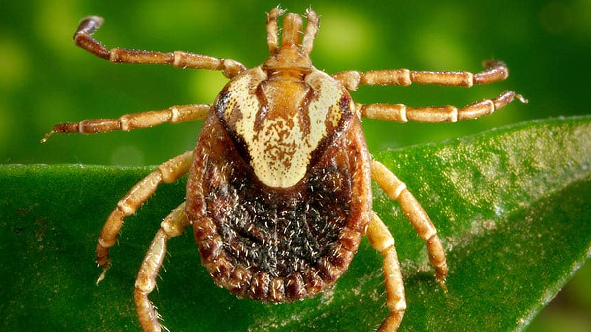 Saúde de Sumaré realiza Dia D sobre febre maculosa nesta segunda-feira