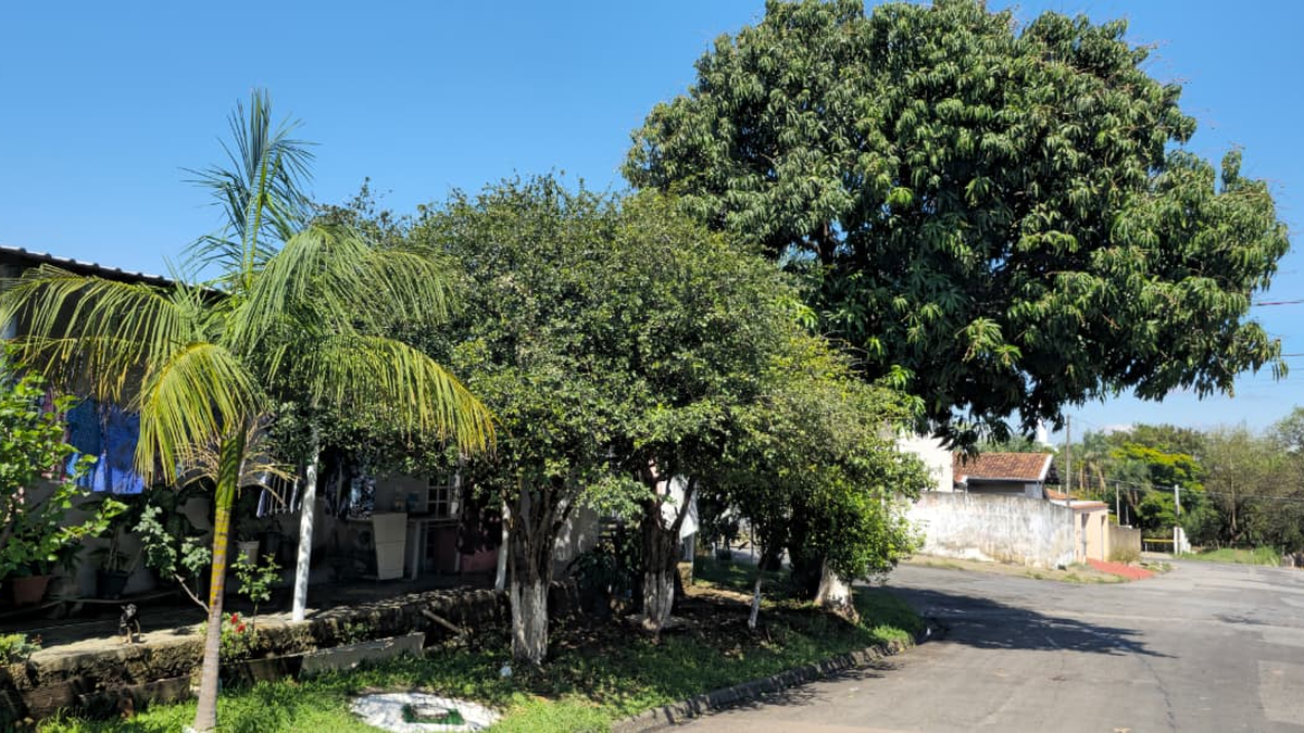 Plantio de árvores frutíferas em calçadas e áreas públicas exige cuidados em Hortolândia