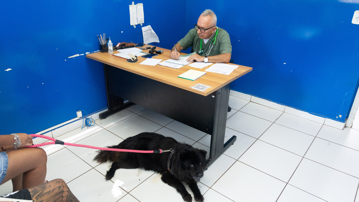 Como denunciar maus-tratos a animais em Hortolândia