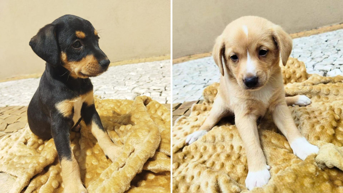 Campanha 'Adote um Pet' no Tivoli Shopping incentiva adoção responsável neste sábado (26)