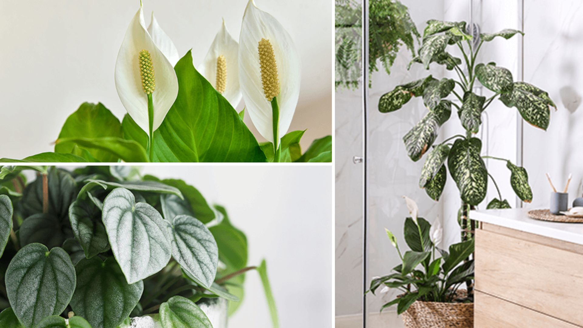 Transforme Seu Banheiro com Verde: 8 Plantas Ideais para Cultivar