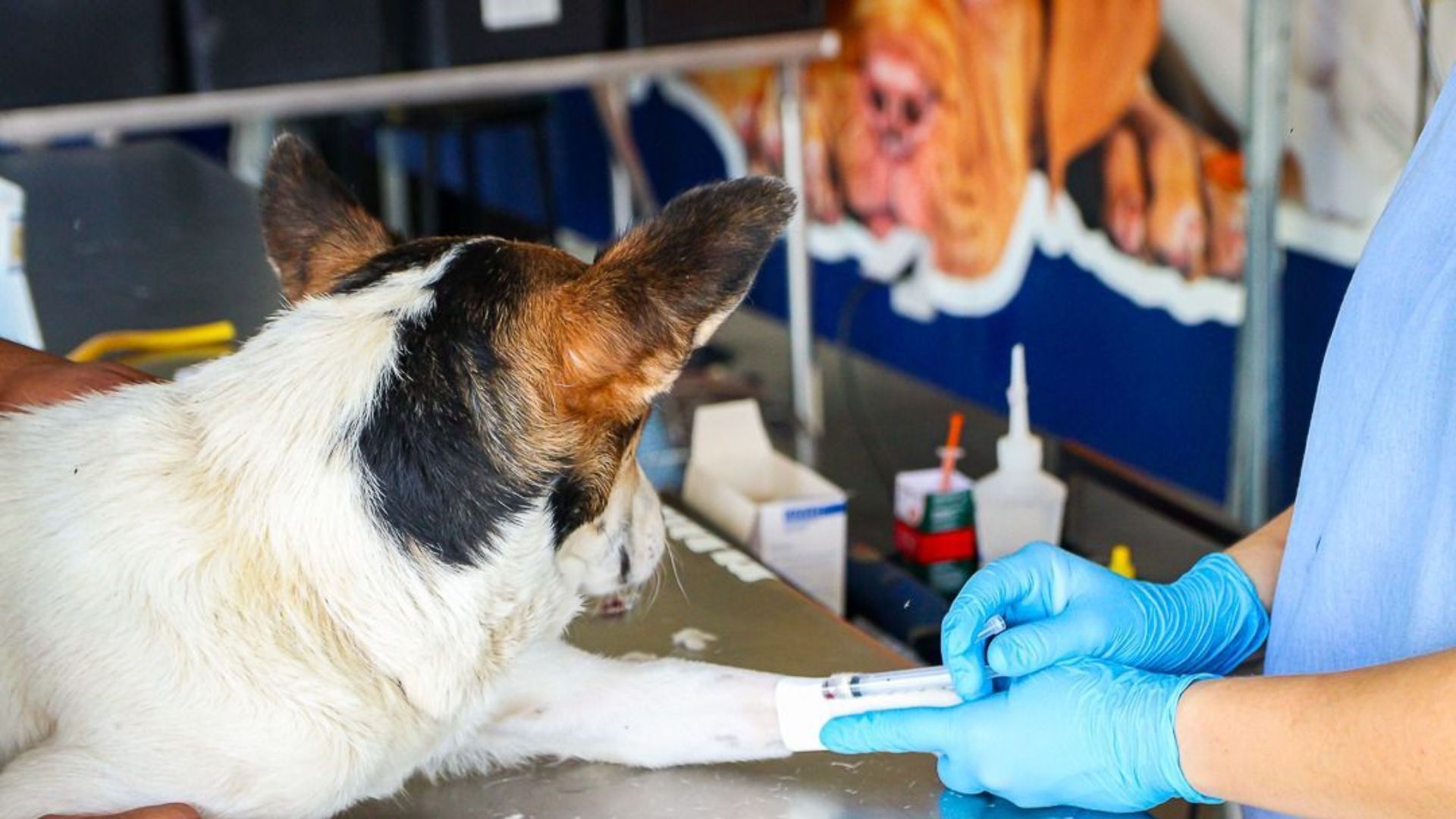Castração Gratuita de Cães e Gatos em Paulínia: Inscrições Abertas