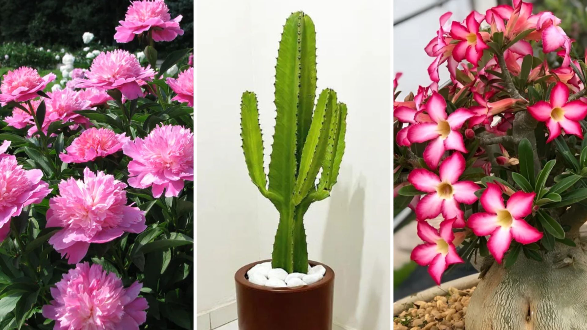 Plantas de Jardim: Dicas para Cultivar Flores que Amam o Sol