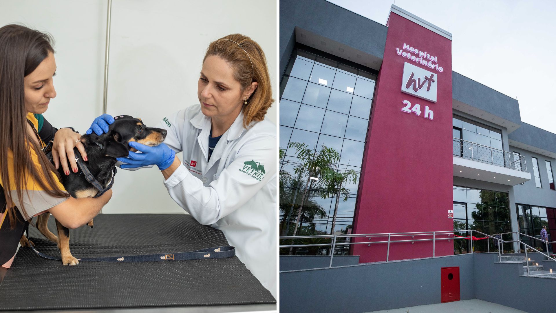 Cuidando da Saúde do Amigo de Quatro Patas: A Importância da Prevenção do Câncer