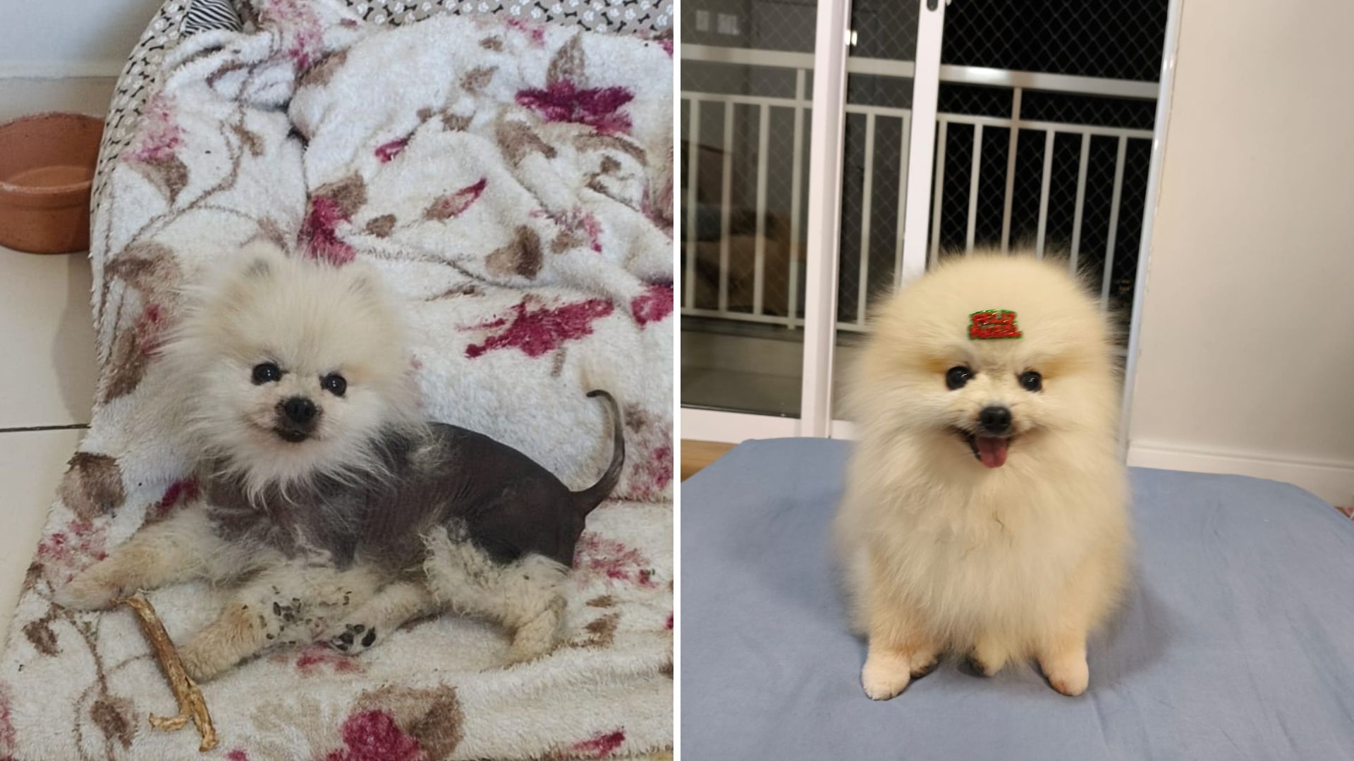 Parceria Inova na Capacitação de Veterinários sobre Uso de Cannabis no Tratamento Animal