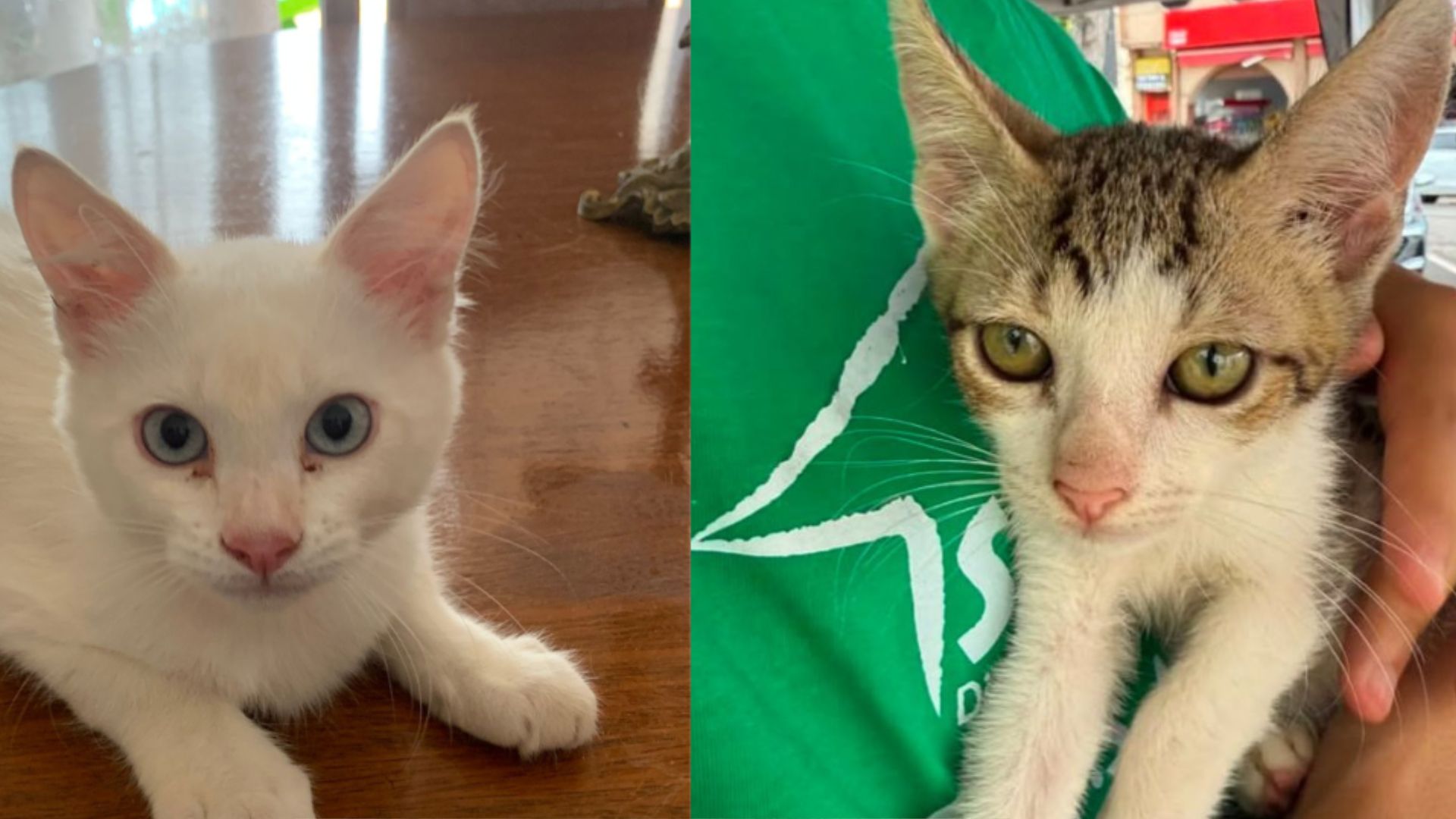 Tivoli Shopping inicia edição de 2025 do 'Adote um Pet' com 5 gatinhos e 1 cachorro disponíveis para adoção