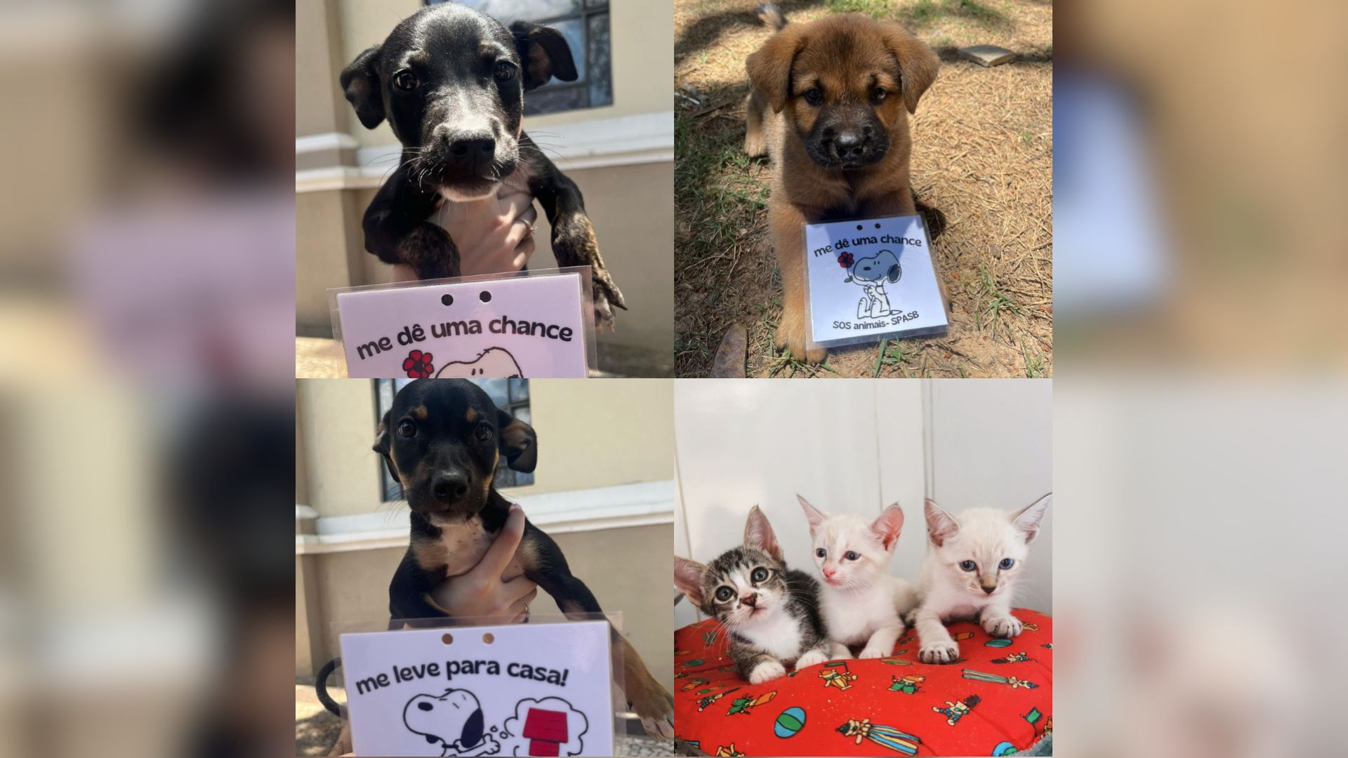 Adote um Pet: Tivoli Shopping promove adoção de seis animais nesta quarta-feira