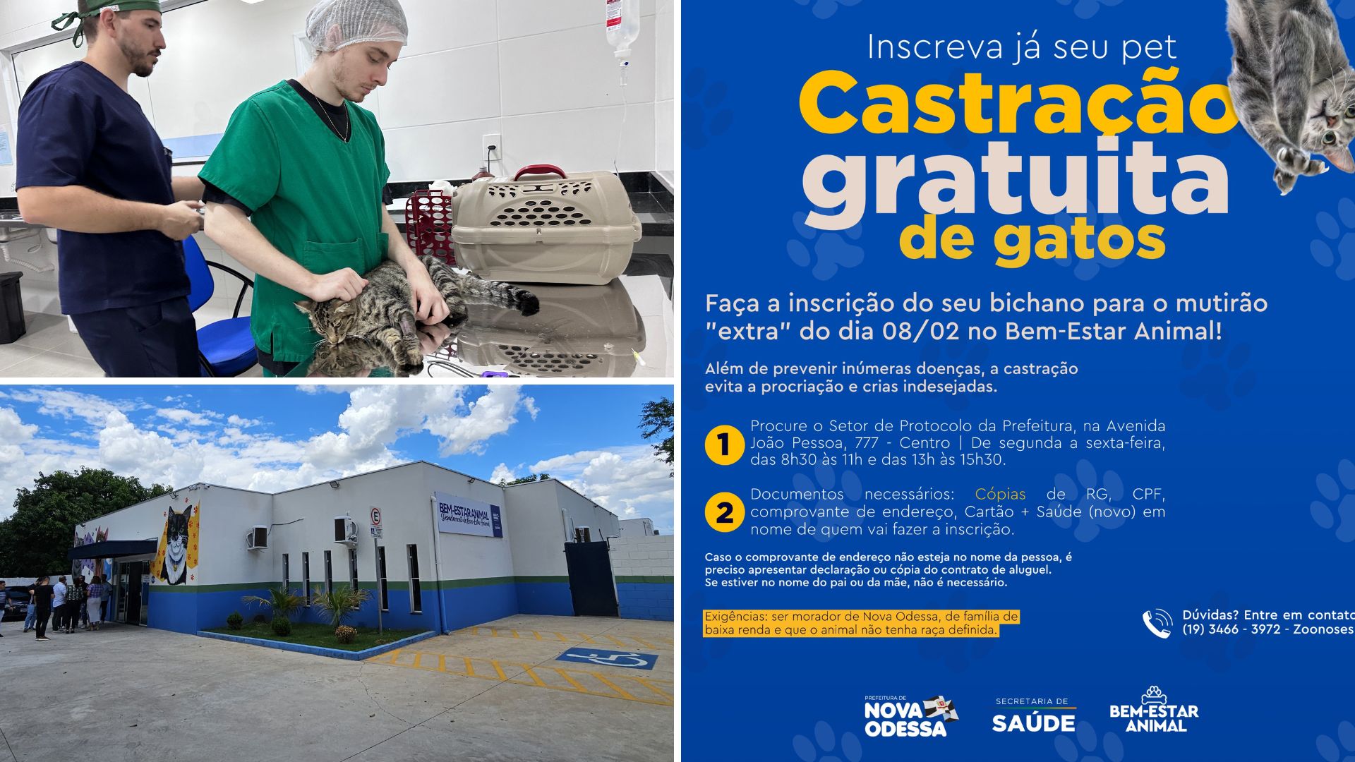 Mutirão Extra de Castração de Gatos em Nova Odessa neste Sábado