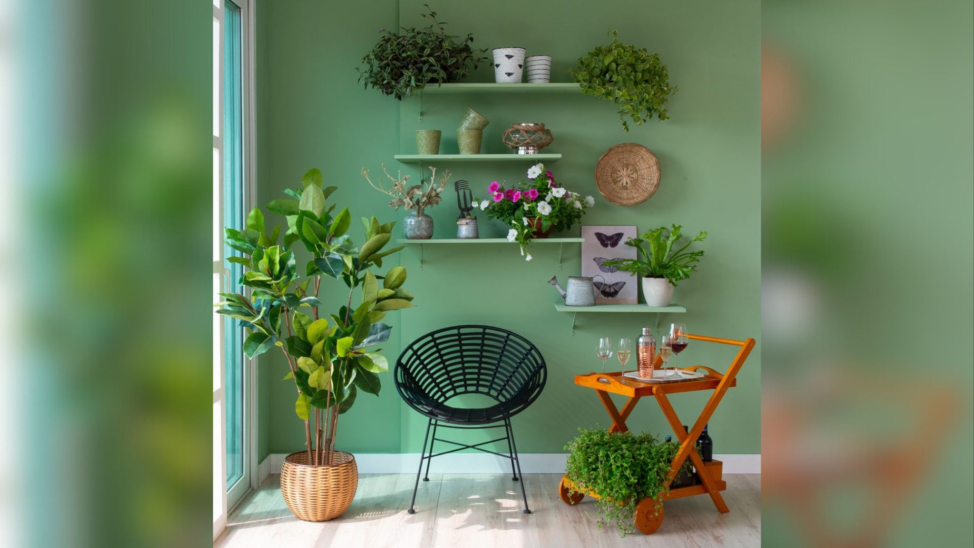 Plantas em casa: 6 dicas essenciais para um lar mais verde
