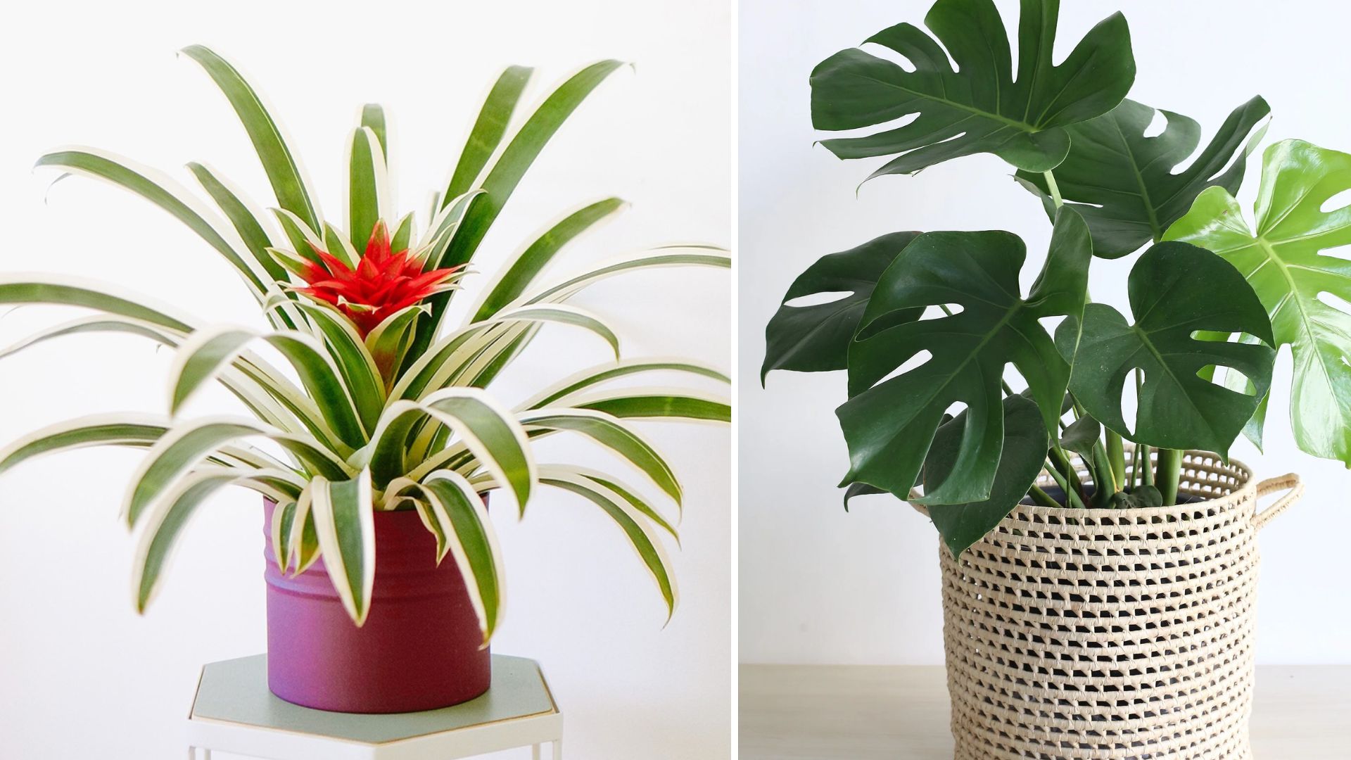 Dicas essenciais para cultivar plantas em casa: comece sua selva verde